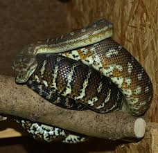 hd wallpaper snake carpet python boa