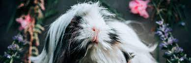 Guinea pig (cuy) is a delicacy that is very typically associated with typical peruvian cuisine but it is also eaten throughout other countries of south america such as ecuador, colombia and bolivia. Peruvian Guinea Pig 2021 Comprehensive Care Guide