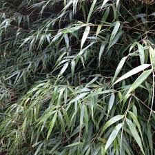 Containers Buy Hardy Bamboo Plants