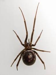 Steatoda Grossa False Black Widow Spider Identification