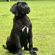 Find cane corso in dogs & puppies for rehoming | 🐶 find dogs and puppies locally for sale or adoption in canada : Drae Cane Corso Puppies For Sale And Adoption Near Me Posts Facebook