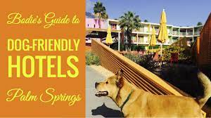 dog friendly hotels in palm springs