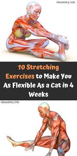 10 Stretching Exercises To Make You As Flexible As A Cat In