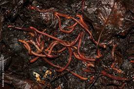 red worms in humus leaves macro