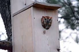 Stewardship S A Hoot With The Nest Box
