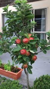 growing apple trees in pots apple