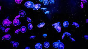 hd jellyfish wallpapers peakpx