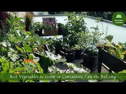 Best Vegetables To Grow In Containers