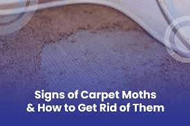 signs of carpet moths and how to get