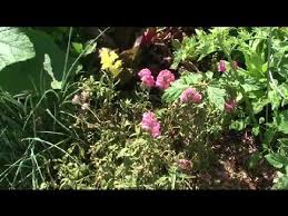 How To Irrigate Vegetable Gardens Using