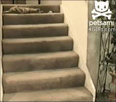 gif cat stairs fall joyreactor