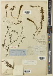 Limnophila indica (L.) Druce | Plants of the World Online | Kew ...