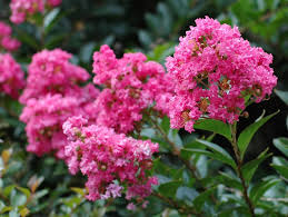 Here are some names of flowering trees to try in your yard this year. 12 Great Patio Trees Hgtv