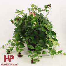 aeschynanthus mona lisa plant