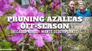 🦵 ✂ Pruning Leggy Azaleas | Pruning Azaleas - SGD 297 ✂🦵 - YouTube