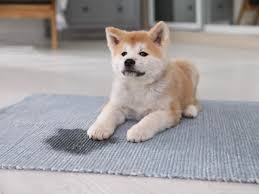 how to get pet stains out of carpet