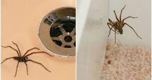 how to keep giant house spiders out of