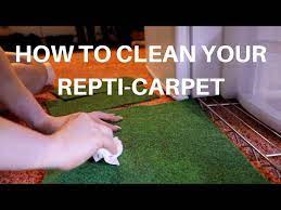 to clean your bearded dragon s carpet