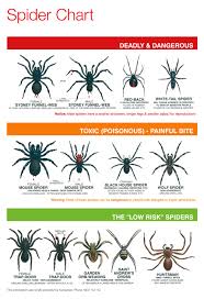 Spider Chart Farm Guide