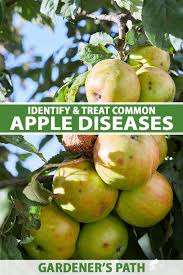 common apple diseases