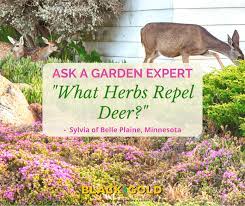 What Herbs Repel Deer Black Gold