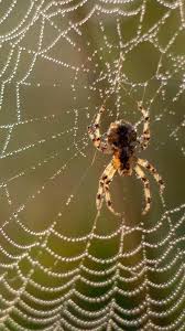 genius ways to keep spiders away from