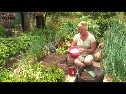 how to plant in soil with a lot of clay