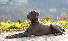 are great danes good guard dogs gentle
