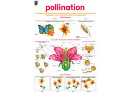 Chart Pollination 52x76cm Mta Catalogue