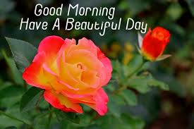 ᐅ143 good morning rose images hd 1080p