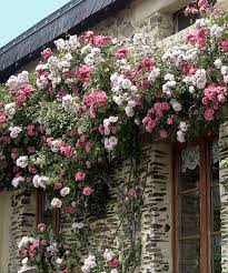 Ideal para quem quer ter em seu jardim exuberantes e diversas rosas trepadeiras. Rosa Trepadeira Cultive A Beleza Das Roseiras No Seu Jardim
