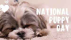 National Puppy Day 2022: History ...