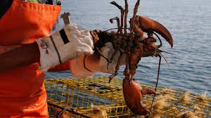 maine lobster issue demonstrates just