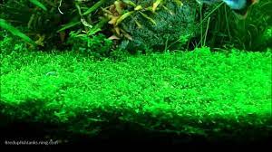 aquascaping with pearlweed how to