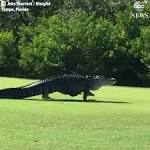 Monster gator spotted on Florida golf course | "That is like a ...