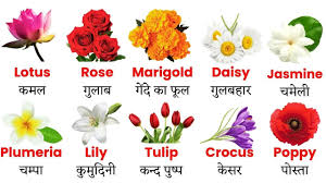 न म flowers name in english