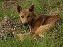 Dingo pack invades Brisbane's western suburbs | The Courier Mail