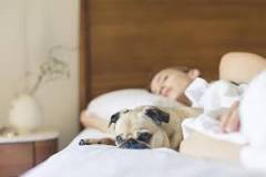 why-do-dogs-love-our-beds