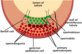 Sexual Reproduction In Humans The First Stages S Cool