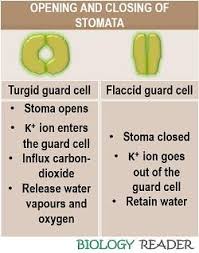 what is stomata in plants meaning