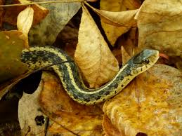 non venomous snakes big thicket