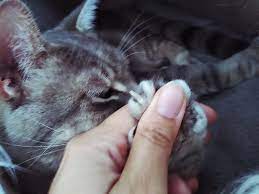 why do cats bite their nails why does