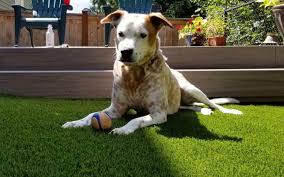 Artificial Grass For Dogs Pet Turf