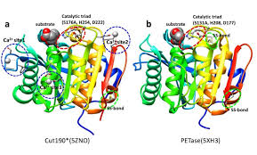 3d structures of cut190 and petase