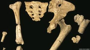Image result for evolution bones pic