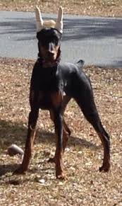 With their breeder, waiting for you! 20 Best Doberman Puppies For Sale Ideas Doberman Puppies For Sale Doberman Puppies