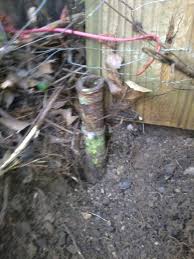 iron pipe sticking out of ground at