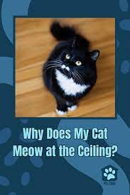 why does my cat meow at the ceiling
