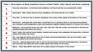 Some Thoughts On Body Condition Scoring Of Cows Animal Science