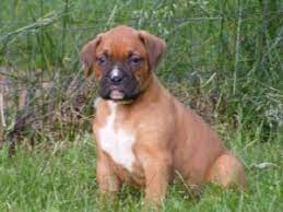 His dad was from my very first litter of boxer puppies. Boxer Puppies In Wisconsin